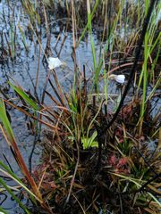 Pinguicula ionantha