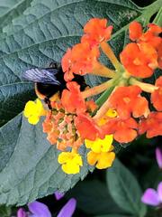 Bombus