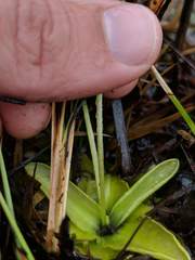 Pinguicula ionantha