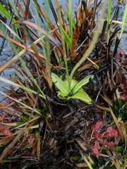 Pinguicula ionantha