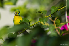 Passerina leclancherii