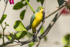 Passerina leclancherii