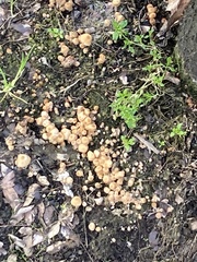 Coprinellus micaceus