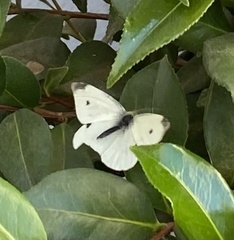 Pieris rapae