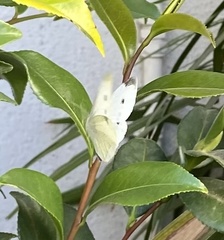 Pieris rapae