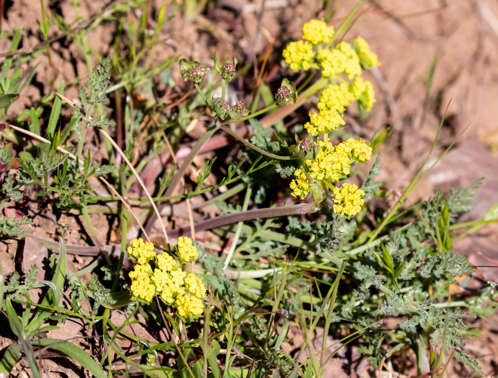 Foothill desert-parsley from Mount Diablo State Park, Contra Costa ...