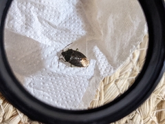 Ditomotarsus punctiventris