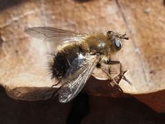 Tachina ursina