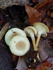 Clitocybe regularis