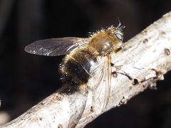 Tachina ursina