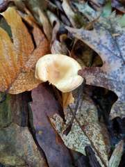 Clitocybe regularis