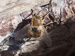 Tachina ursina