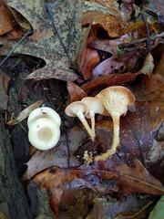 Clitocybe regularis