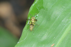 Ropalidia ornaticeps