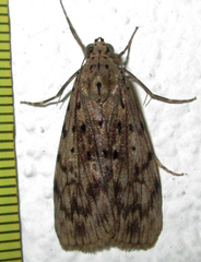 Sommeria meridionalis