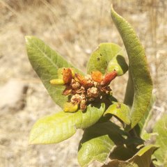 Rhus standleyi