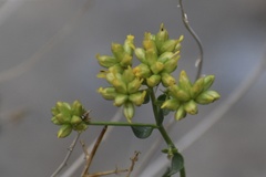 Amphipappus fremontii