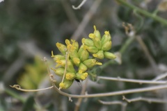 Amphipappus fremontii