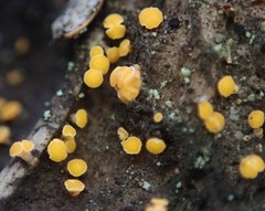 Eustilbum aureum