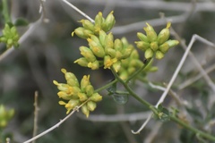 Amphipappus fremontii
