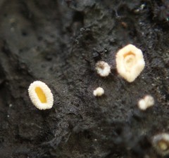 Lachnellula resinaria