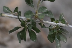 Amphipappus fremontii