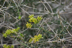 Amphipappus fremontii