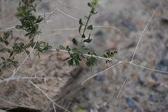 Amphipappus fremontii