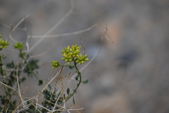 Amphipappus fremontii