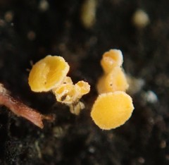 Eustilbum aureum