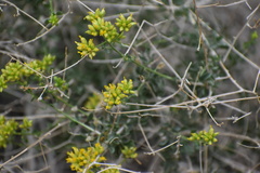 Amphipappus fremontii