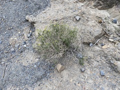 Amphipappus fremontii