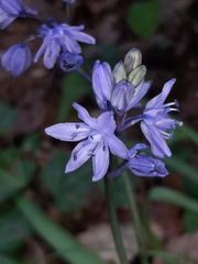 Scilla verna