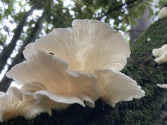 Pleurotus parsonsiae