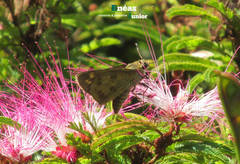 Polites vibex catilina