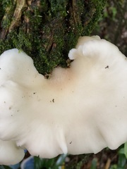 Pleurotus parsonsiae