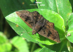 Nisoniades macarius
