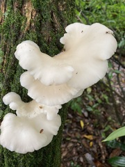 Pleurotus parsonsiae