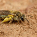 Mining Bees - Photo (c) Max McCarthy, some rights reserved (CC BY-NC), uploaded by Max McCarthy