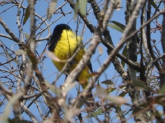 Icterus parisorum