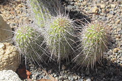 Oreocereus hempelianus