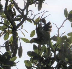 Alipiopsitta xanthops