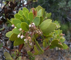 Arctostaphylos patula