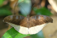 Tanaecia cocytus