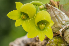 Catasetum