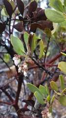 Arctostaphylos patula