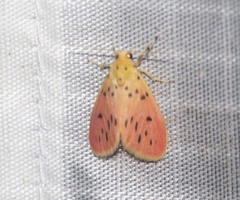 Miltochrista parallelina