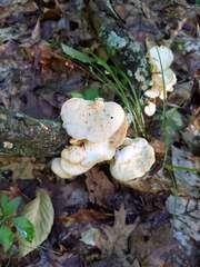 Neofavolus americanus