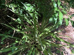 Quesnelia quesneliana