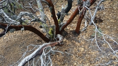 Arctostaphylos patula